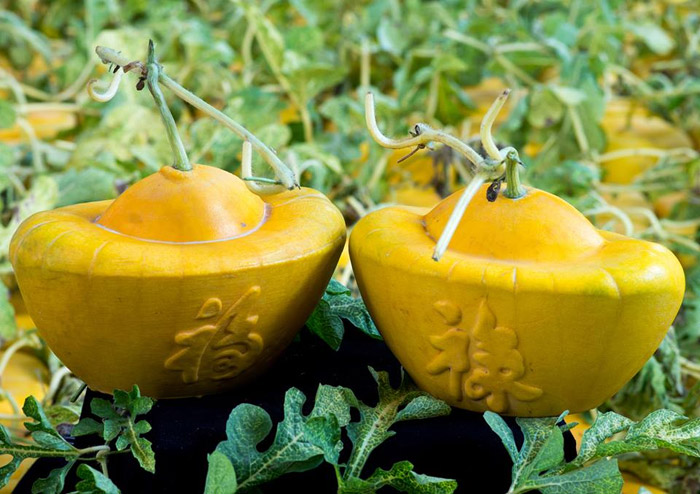 Dưa hấu thỏi v&agrave;ng l&agrave; m&oacute;n qu&agrave; Tết 2016 độc đ&aacute;o cho bố mẹ chồng