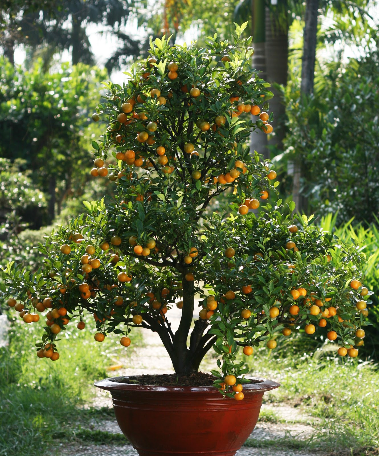 Chọn qu&agrave; Tết biếu sếp l&agrave; một c&agrave;nh đ&agrave;o hay c&acirc;y quất trang tr&iacute; nh&agrave; l&agrave; rất ph&ugrave; hợp