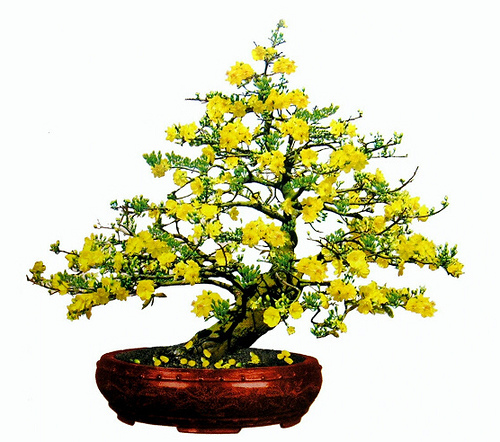 Chọn qu&agrave; Tết tặng &ocirc;ng b&agrave;, bố mẹ l&agrave; một chậu hoa mai, hoa đ&agrave;o trang tr&iacute; nh&agrave; sẽ thật &yacute; nghĩa