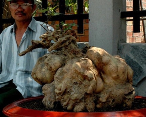 Trước khi anh Quyền đ&agrave;o được củ khoai vạc, &ocirc;ng Ven đ&atilde; ph&aacute;t hiện củ khoai c&oacute; h&igrave;nh d&aacute;ng như gốc c&acirc;y cổ thụ