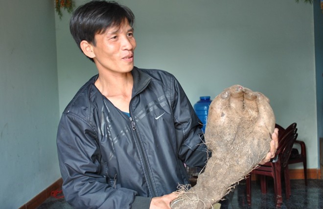 Củ khoai vạc với h&igrave;nh d&aacute;ng b&agrave;n tay khổng lồ