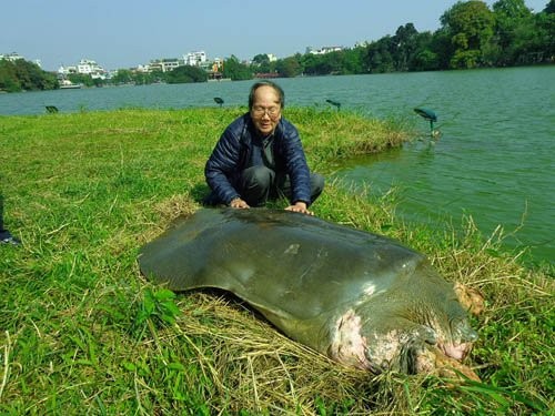 PGS.TS H&agrave; Đ&igrave;nh Đức trong một lần tiếp cận, chăm s&oacute;c cụ r&ugrave;a hồ Gươm