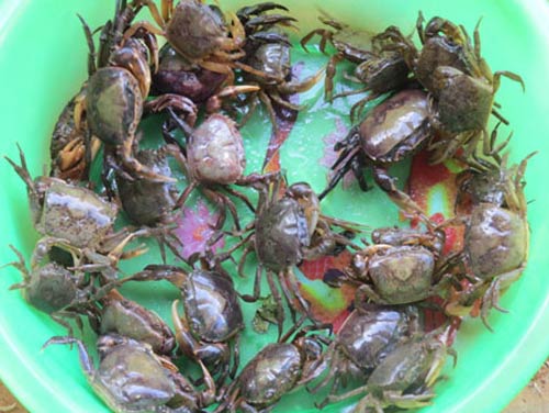 canh cua đồng rau dền
