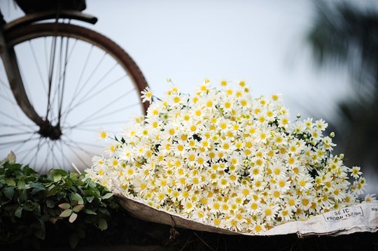 Những c&agrave;nh hoa c&uacute;c họa mi trắng nhỏ dịu d&agrave;ng khiến l&ograve;ng người dịu lại, qu&ecirc;n đi c&aacute;i x&ocirc; bồ cuộc sống
