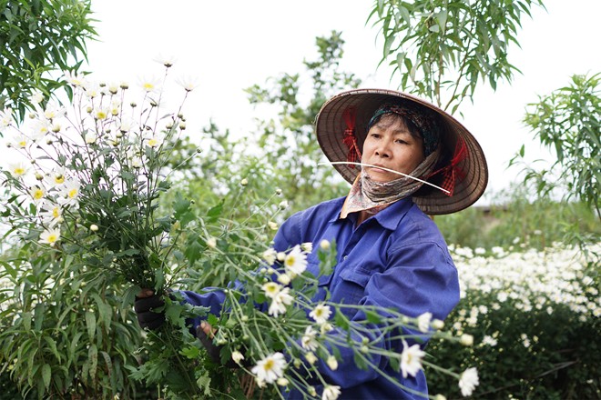 T&ecirc;n tiếng Anh của c&uacute;c họa mi l&agrave; daisy, c&oacute; nghĩa trắng muốt nở bừng trong &aacute;nh s&aacute;ng ban mai v&agrave; kh&eacute;p c&aacute;nh khi chiều xuống