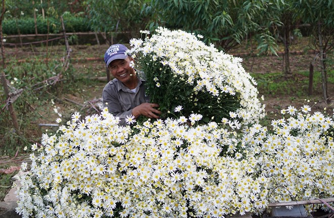 Đặc điểm của c&uacute;c họa mi l&agrave; c&oacute; nhụy v&agrave;ng xanh với những c&aacute;nh trắng muốt, nhỏ nhắn x&ograve;e đều v&agrave; mảnh mai. Kh&ocirc;ng chỉ được trồng m&agrave; c&ograve;n mọc hoang ở nhiều nơi. 