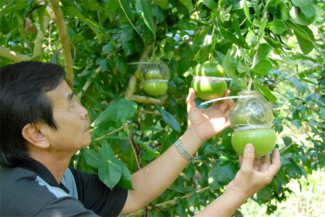 Đ&acirc;y l&agrave; năm đầu ti&ecirc;n loại đặc sản ăn Tết n&agrave;y ra mắt thị trường nhưng đ&atilde; c&oacute; nhiều người đặt mua