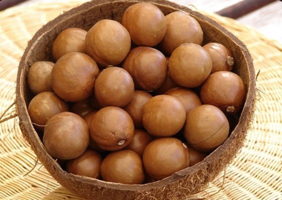 Hạt mắc ca trở th&agrave;nh đặc sản ăn Tết sốt h&agrave;ng trong năm nay