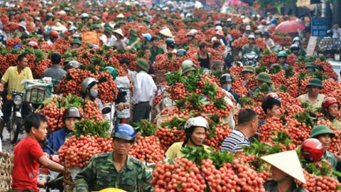 Đầu ra n&ocirc;ng sản Việt Nam phần lớn l&agrave; thị trường Trung Quốc