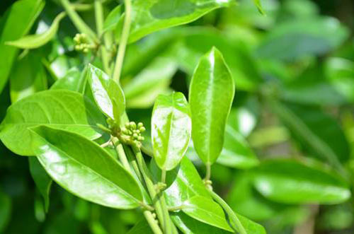 Cách giảm cân hiệu quả từ thiên nhiên với dây thìa canh