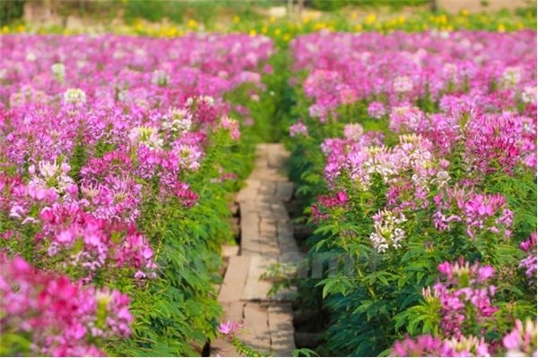 Năm nay, thung lũng hoa hồ T&acirc;y cũng l&agrave; một địa điểm chụp ảnh Tết thu h&uacute;t nhiều bạn trẻ