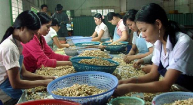 Điều Việt Nam mang những phẩm chất ri&ecirc;ng tốt hơn hẳn điều nhập