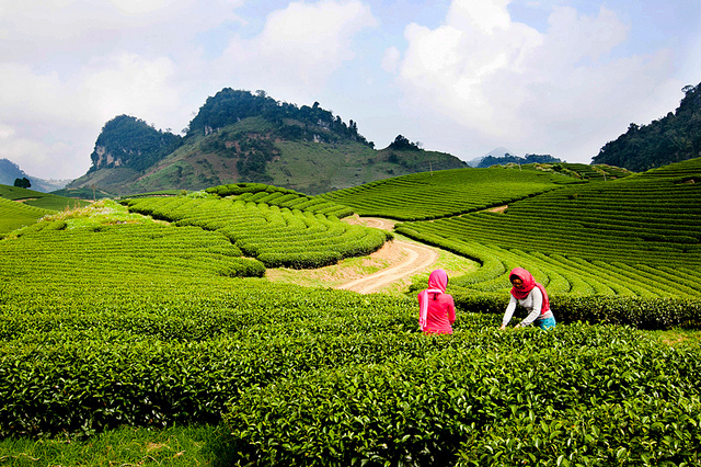 Th&aacute;ng 4, đi du lịch Mộc Ch&acirc;u du kh&aacute;ch sẽ được ngắm đồi ch&egrave; xanh bạt ng&agrave;n