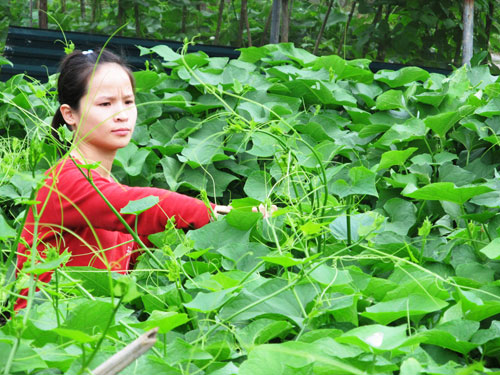 Đến Tam Đảo, mọi người kh&ocirc;ng thể bỏ quan m&oacute;n đặc sản su su ngon tuyệt