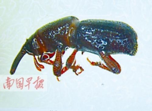 gấu bông oải hương chứa côn trùng gấu bông oải hương chứa côn trùng