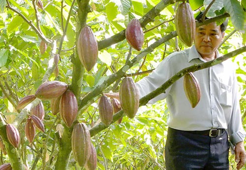 Bỏ ca cao kh&ocirc;ng chỉ v&igrave; gi&aacute; th&agrave;nh m&agrave; c&ograve;n v&igrave; kh&ocirc;ng đủ kinh nghiệm, hiểu biết kĩ thuật để canh t&aacute;c giống c&acirc;y n&agrave;y