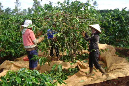 Chi ph&iacute; nh&acirc;n c&ocirc;ng, chi ph&iacute; vận chuyển, vật tư n&ocirc;ng nghiệp...đều tăng, chỉ c&oacute; gi&aacute; c&agrave; ph&ecirc; l&agrave; giảm