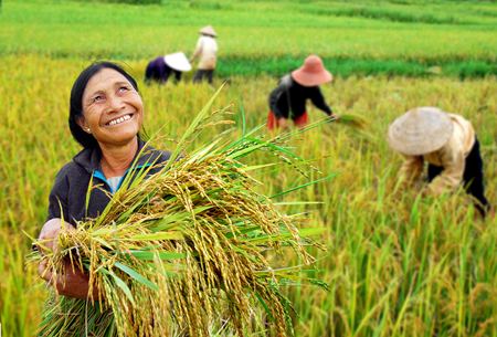 Gi&aacute; l&uacute;a tăng đ&uacute;ng thời điểm người n&ocirc;ng d&acirc;n đang xoay xở tiền bạc lo cho con em bước v&agrave;o năm học mới