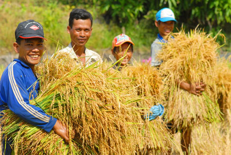 Gi&aacute; gạo xuất khẩu giảm nhẹ, tr&aacute;i với quy luật thị trường