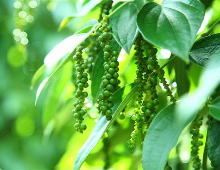 Loại n&ocirc;ng sản nhỏ b&eacute; n&agrave;y đang mang lại mức lợi nhuận khổng lồ cho người n&ocirc;ng d&acirc;n