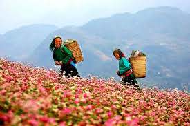 Địa điểm du lịch Tết H&agrave; Giang lu&ocirc;n c&oacute; sức h&uacute;t đặc biệt với rất nhiều du kh&aacute;ch 
