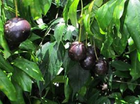 quả độc chết người