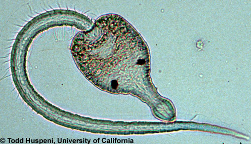 Sán Euhaplorchis californiensis điều khiển trí não vá killifish nhờ một loại chất hóa học
