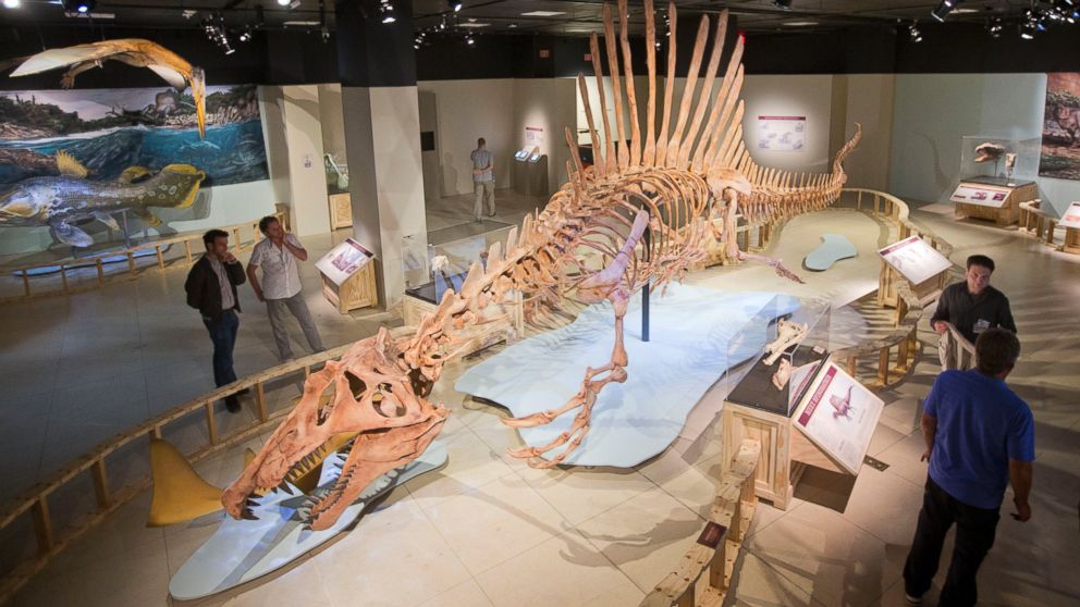 Bộ xương h&oacute;a thạch tại National Geographic Society, Washington