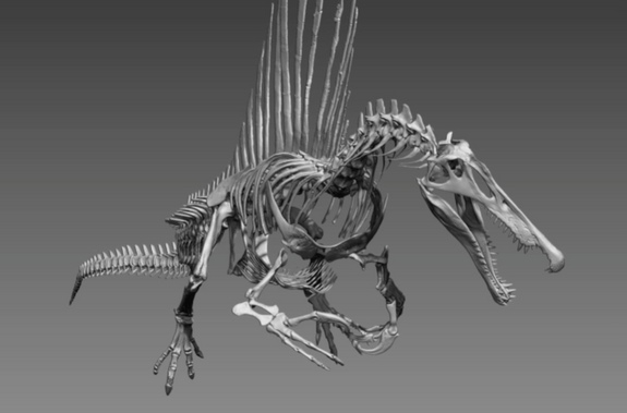H&oacute;a thạch của lo&agrave;i khủng long khổng lồ Spinosaurus aegytiacus