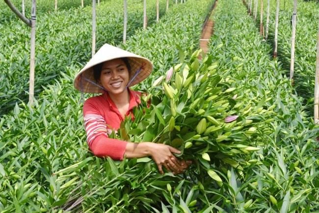 Khi kinh doanh hoa ng&agrave;y Tết, nếu đầu tư nhiều vốn th&igrave; sẽ thu lợi nhuận cao