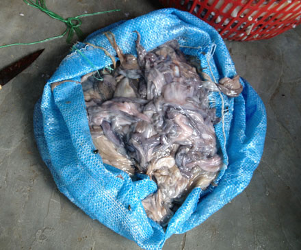 Kinh hoàng c&ocirc;ng ngh&ecirc;̣ bi&ecirc;́n mực th&ocirc;́i thành mực tươi