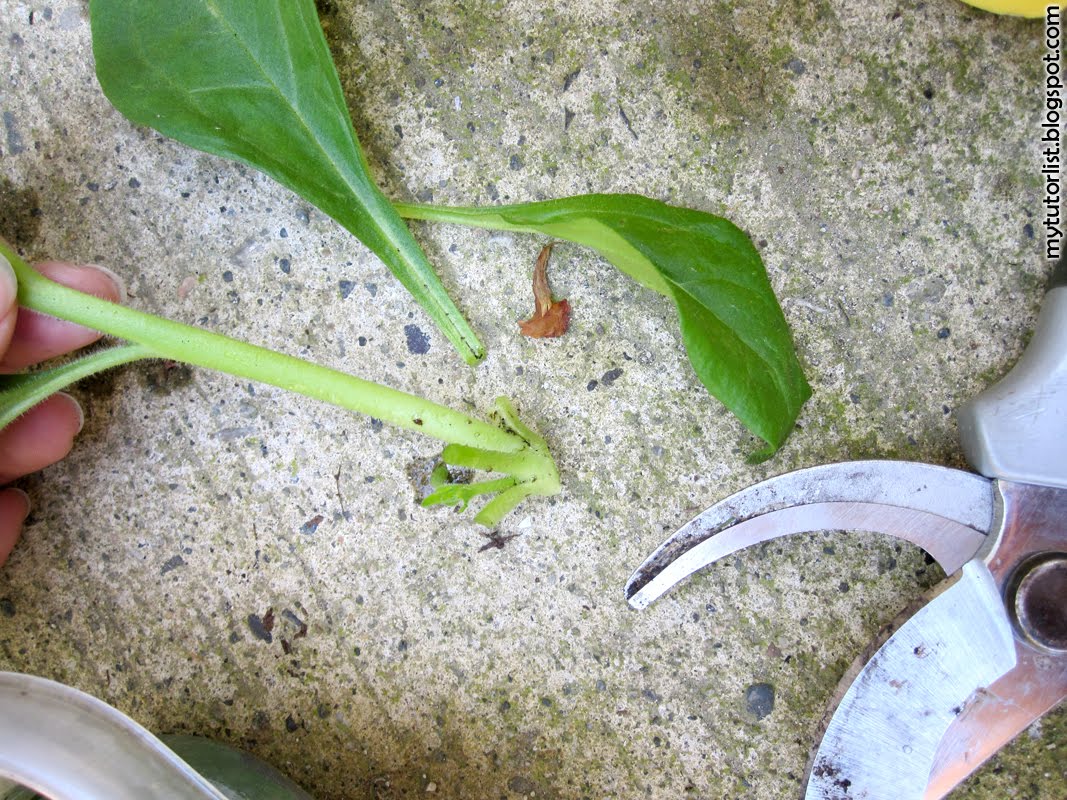 Bước 3 - tỉa bỏ l&aacute;