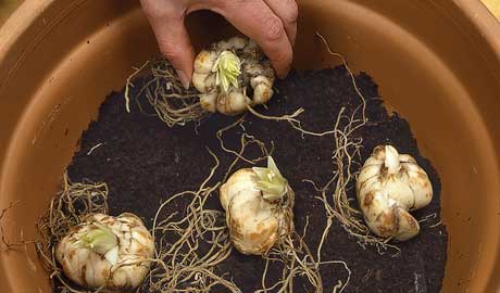 N&ecirc;n ch&uacute; &yacute; bước chọn đất v&agrave; trộn gi&aacute; thể trong quy tr&igrave;nh kỹ thuật trồng hoa