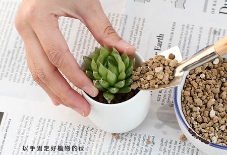 Người trồng hoa cũng n&ecirc;n ch&uacute; &yacute; bước n&agrave;y trong kỹ thuật trồng hoa để tr&aacute;nh tr&igrave;nh trạng c&acirc;y hoa bị đổ hoặc xi&ecirc;u vẹo