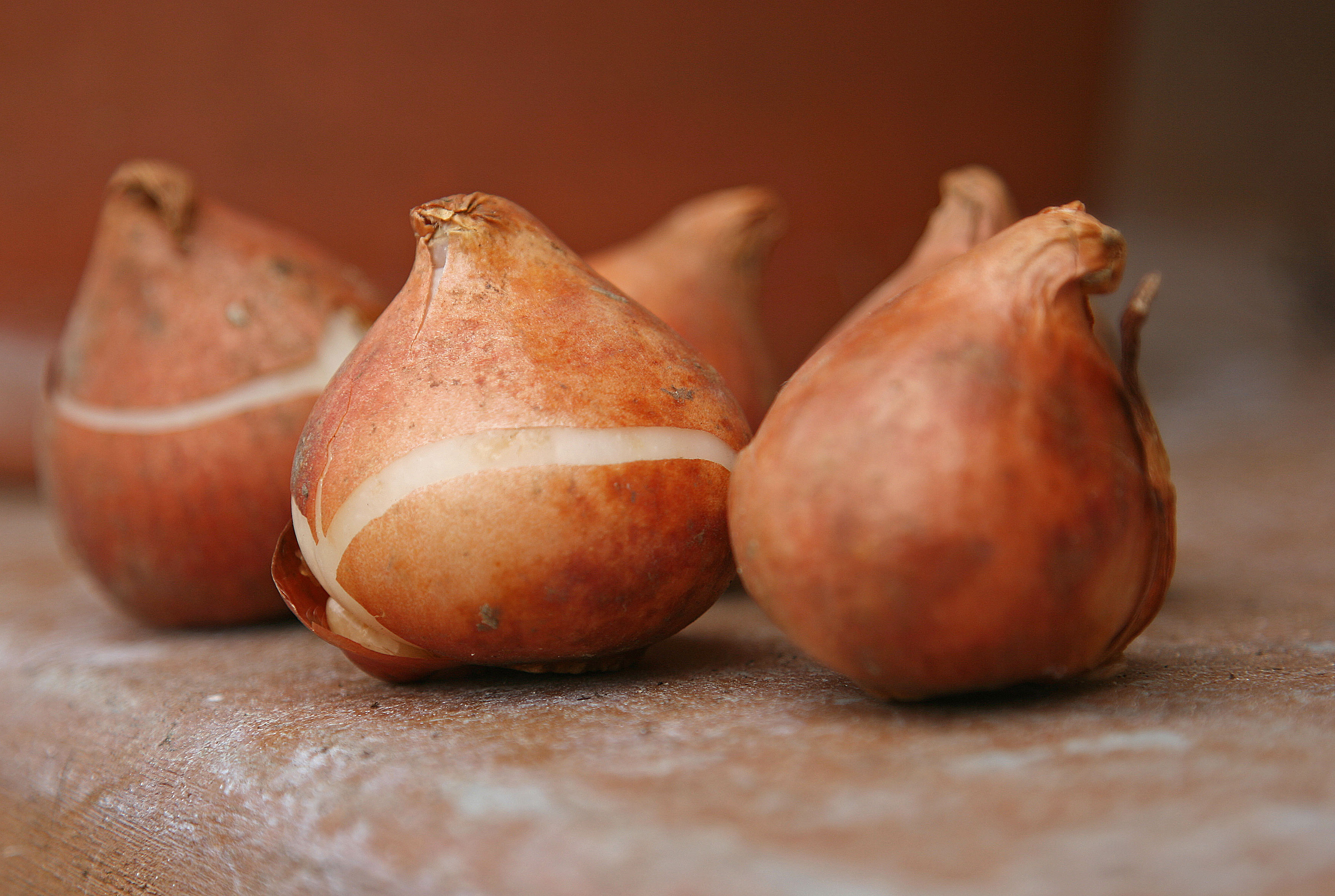 Chọn củ giống khỏe mạnh l&agrave; một trong những bước quan trọng nhất trong kỹ thuật trồng hoa tulip