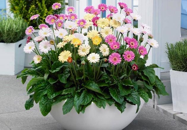 &Aacute;nh s&aacute;ng, nhiệt độ, độ ẩm v&agrave; c&acirc;y giống đều l&agrave; những yếu tố quan trọng trong kỹ thuật trồng hoa