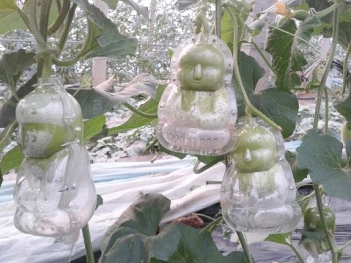 Khu&ocirc;n nhựa h&igrave;nh Đức Phật bọc b&ecirc;n ngo&agrave;i quả l&ecirc;