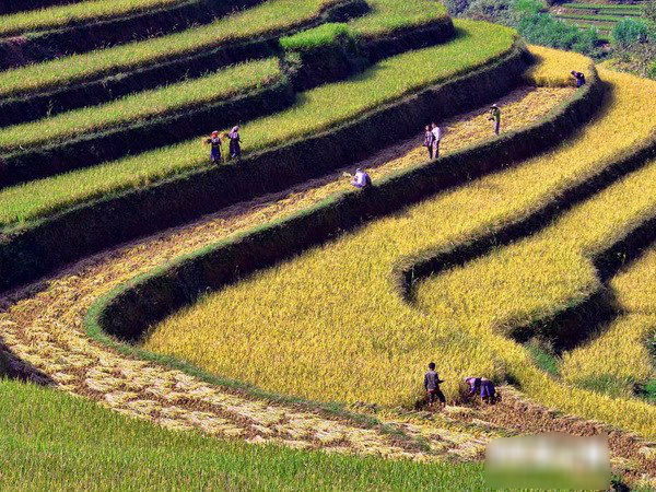 Mùa lúa chín trên những thửa ruộng bậc thang huyện Mù Cang Chải