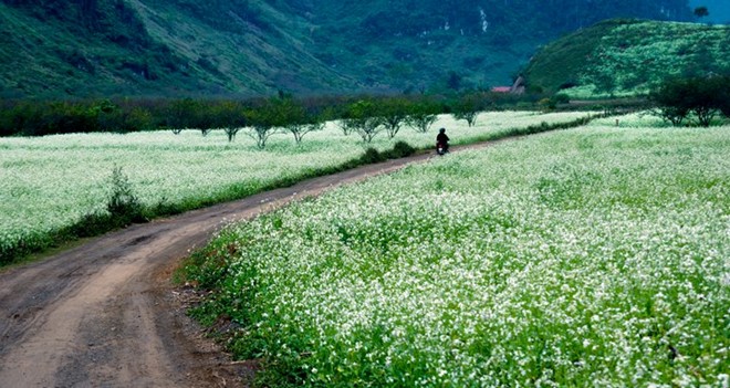 Chọn Mộc Ch&acirc;u l&agrave;m địa điểm du lịch Tết để được thưởng thức hoa đ&agrave;o đỏ v&agrave; hoa mận trắng tinh khiết nở rộ