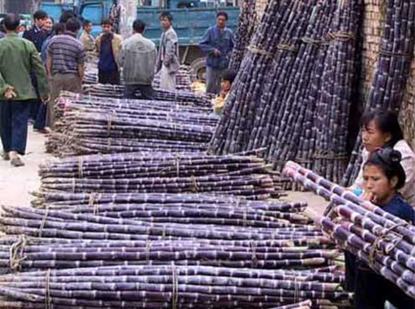 Ông Lộc cho biết giá thành sản xuất mía đường Việt Nam hiện quá cao Ông Lộc cho biết giá thành sản xuất mía đường Việt Nam hiện quá cao