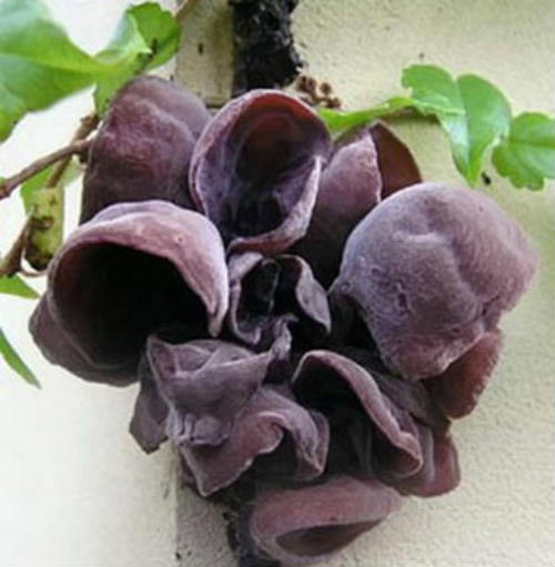 quả độc chết người