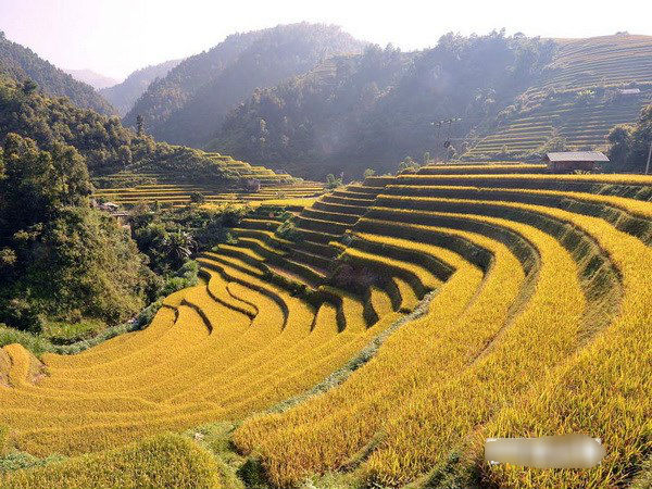 Mùa lúa chín trên những thửa ruộng bậc thang huyện Mù Cang Chải