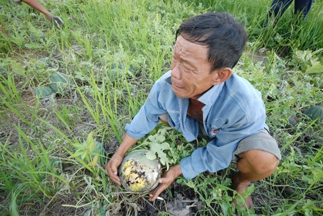 N&ocirc;ng sản mất m&ugrave;a, n&ocirc;ng d&acirc;n kh&oacute;c r&ograve;ng tr&ecirc;n ruộng.