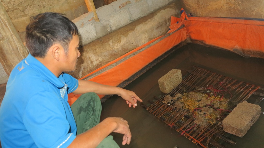 Cư d&acirc;n Nghệ An v&agrave; c&aacute;n bộ địa phương khẳng định họ kh&ocirc;ng nu&ocirc;i lươn bằng thuốc tr&aacute;nh thai