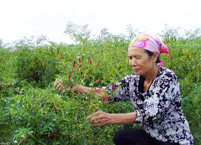 Cay đắng v&igrave; cả ruộng trồng ớt Trung Quốc kh&ocirc;ng b&aacute;n được
