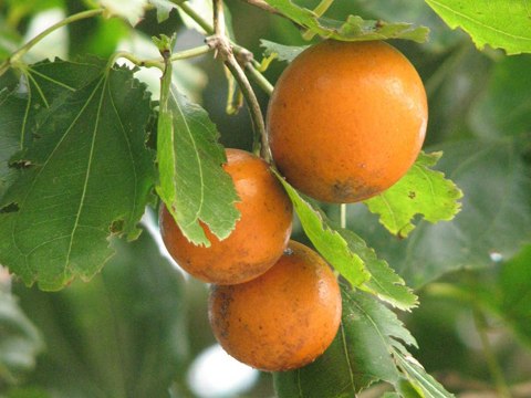 quả độc chết người
