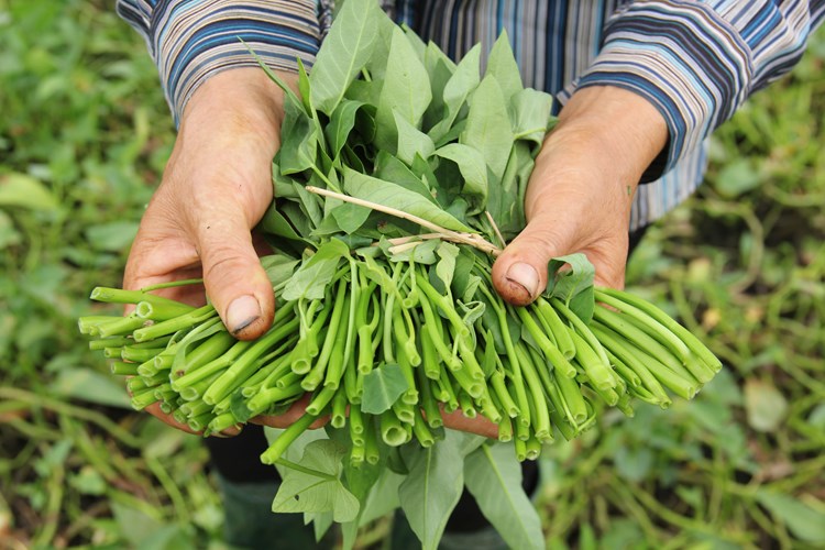 Rau muống, rau ng&oacute;t l&agrave; những loại rau c&oacute; tỷ lệ tồn dư thuốc bảo vệ 13Win19 thể thao, đá gà, bắn cá, game bài, nổ hũ cao