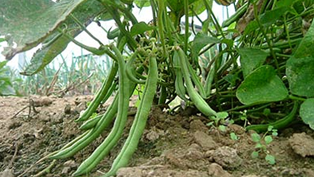 7 loại rau củ dễ trồng tại nh&agrave;