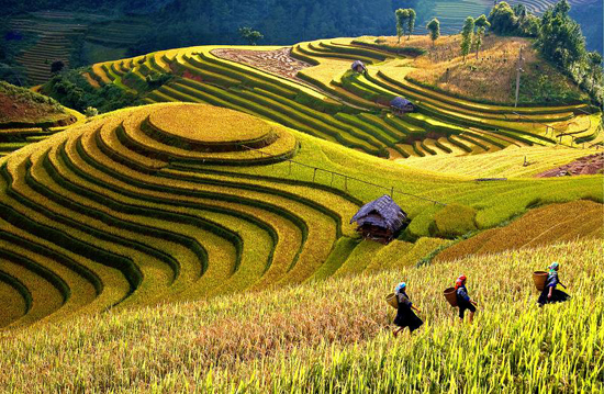 Khung cảnh đẹp ngỡ ngàng của ruộng bậc thang Mù Cang Chải khi vào mùa lúa chín