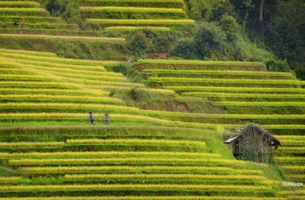 Cùng với mùa nước đổ, ruộng bậc thang chỉ thực sự phô bày hết vẻ đẹp của nó trong mùa lúa chín